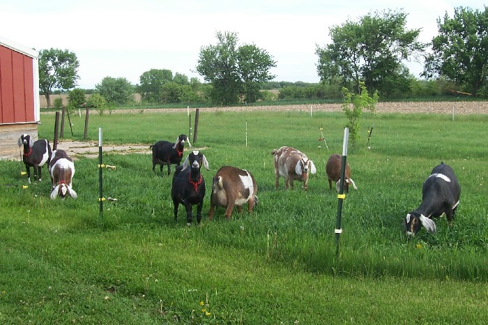 Kuhtz Dream Dairy Goats, Elkhorn, Wisconsin